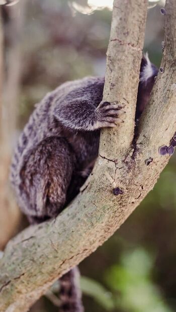 Combustível Sem Imposto