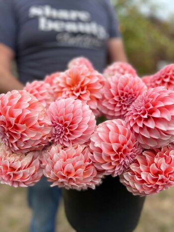 Dahlia Cream