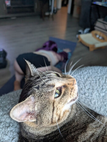 kitty_bit_games