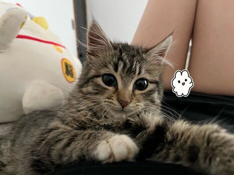 mentacookies
