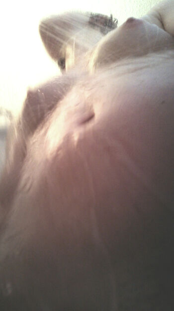 Opiette